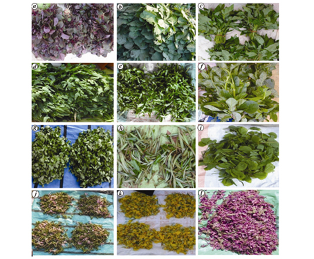 The leafy vegetable species of Jharkhand are an effective source of nutrition