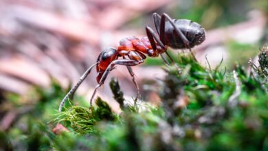 The secret behind the ant's steely teeth revealed